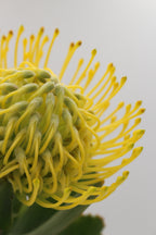 Leucospermum - South Africa