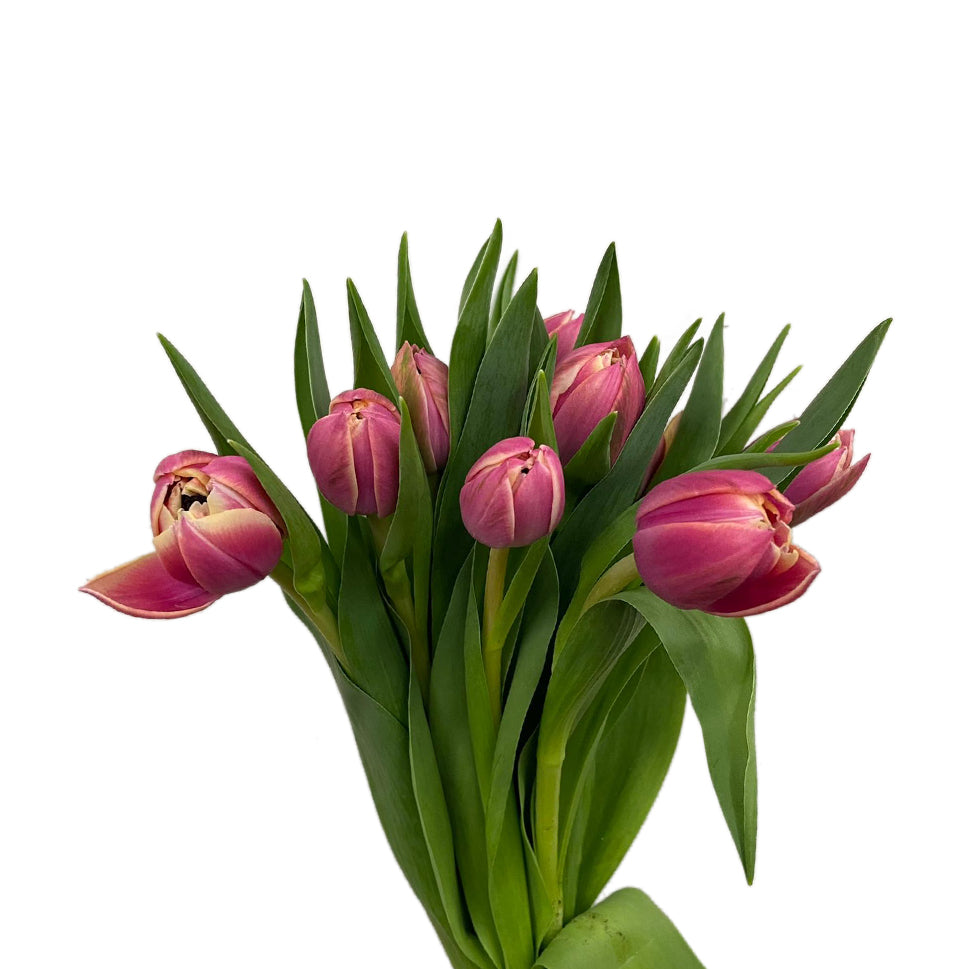 Tulip - Holland