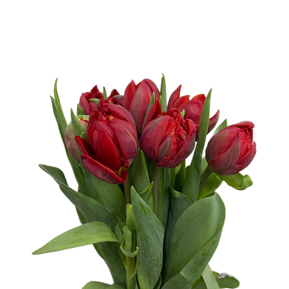 Tulip - Holland