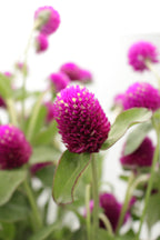 Gomphrena - China