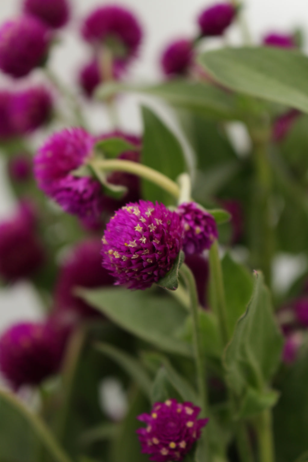 Gomphrena - China