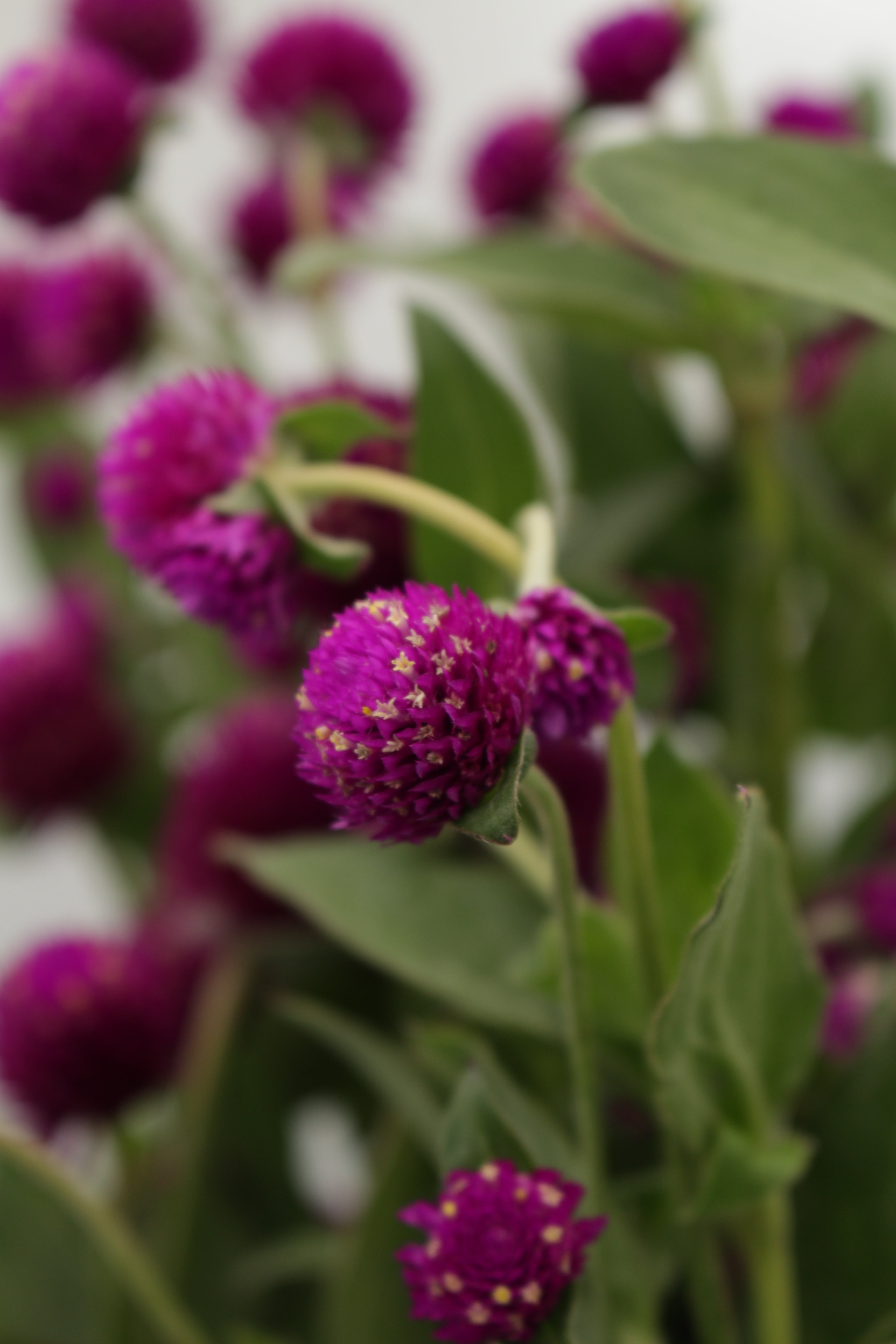 Gomphrena - China