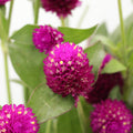 Gomphrena - China