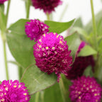 Gomphrena - China
