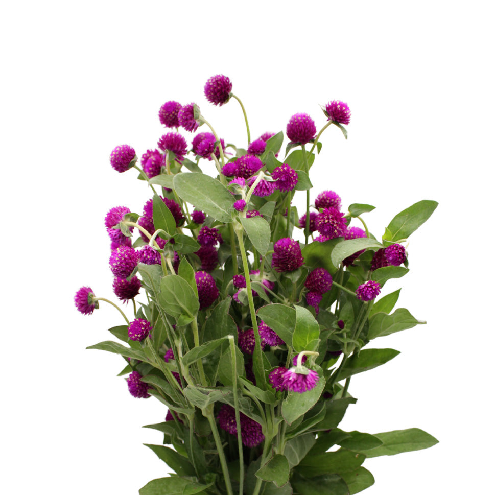 Gomphrena - China