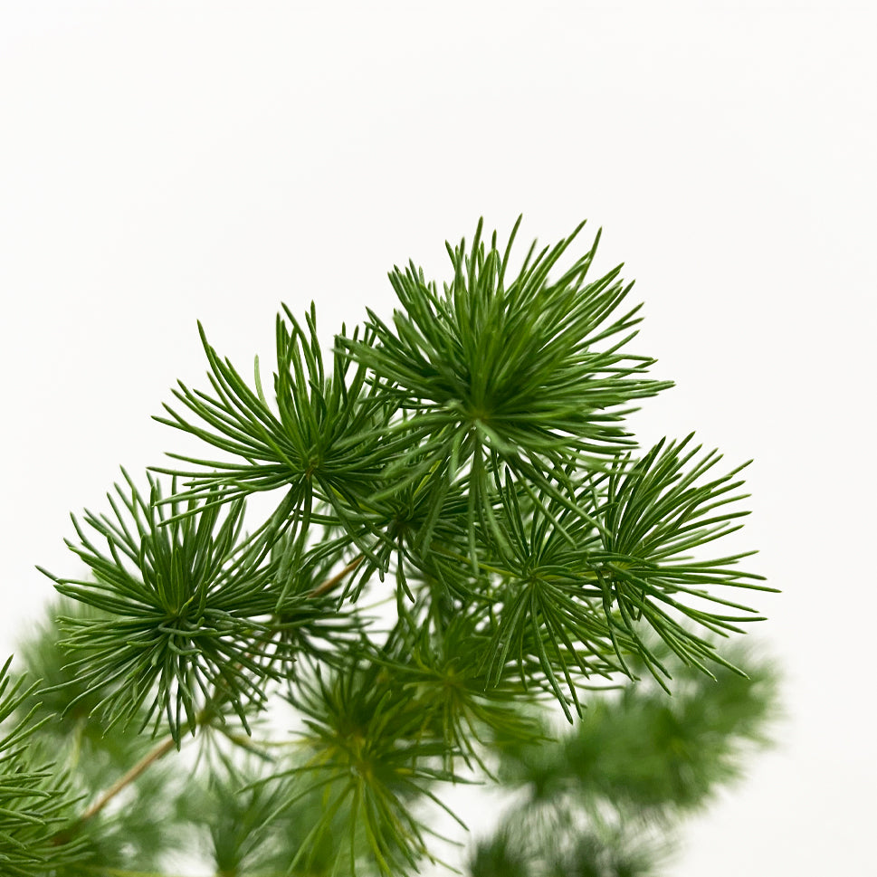 Asparagus Umbellatus - China