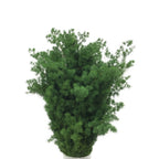 Asparagus Umbellatus - China