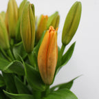 Lily Oriental - China