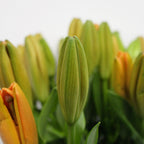 Lily Oriental - China