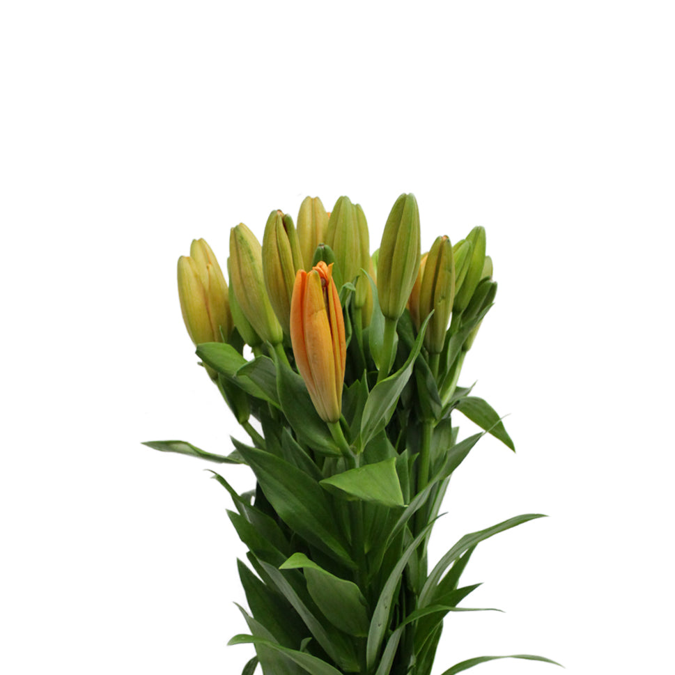 Lily Oriental - China