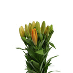 Lily Oriental - China