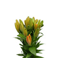 Lily Oriental - China