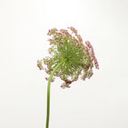 Daucus Carota Dara - Holland