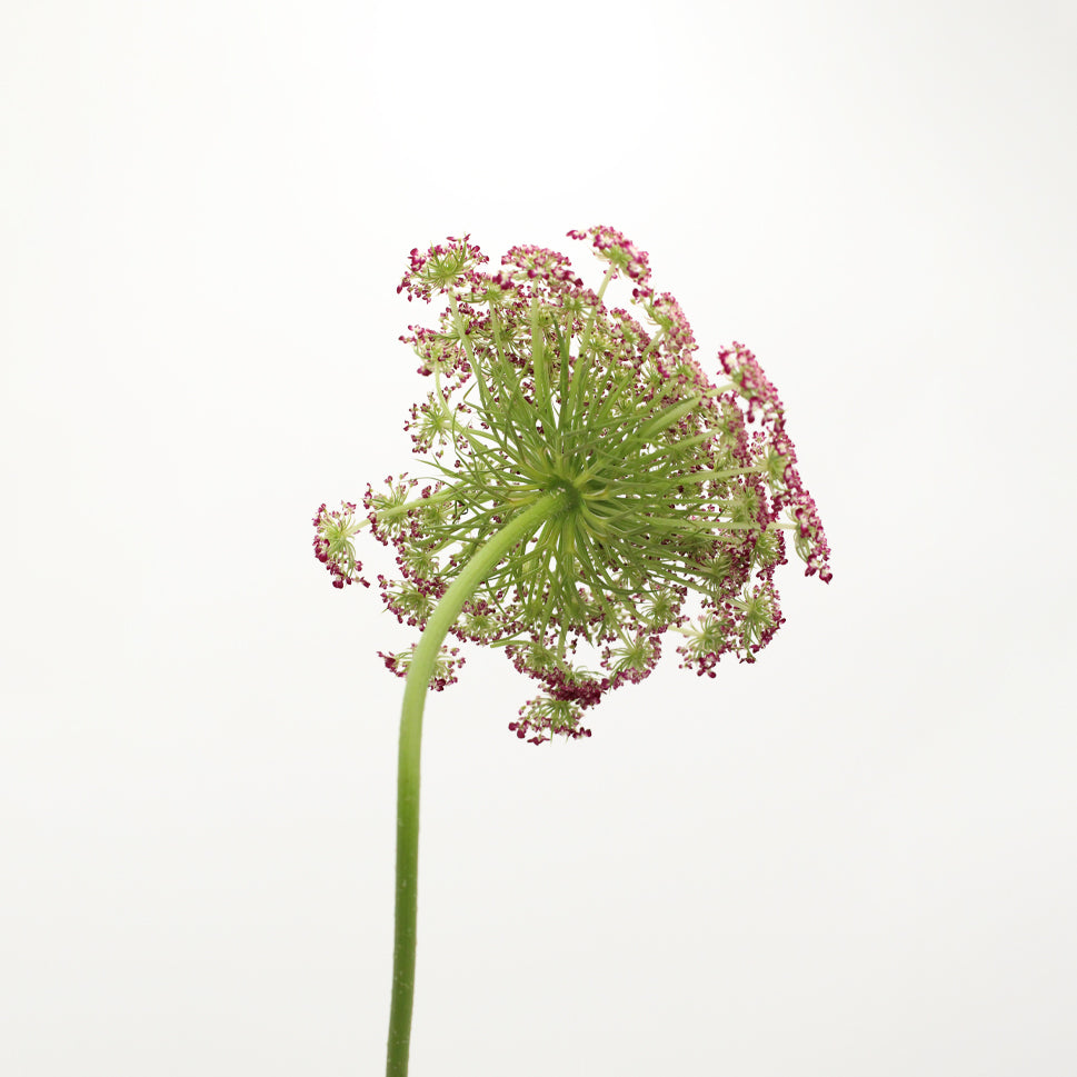 Daucus Carota Dara - Holland