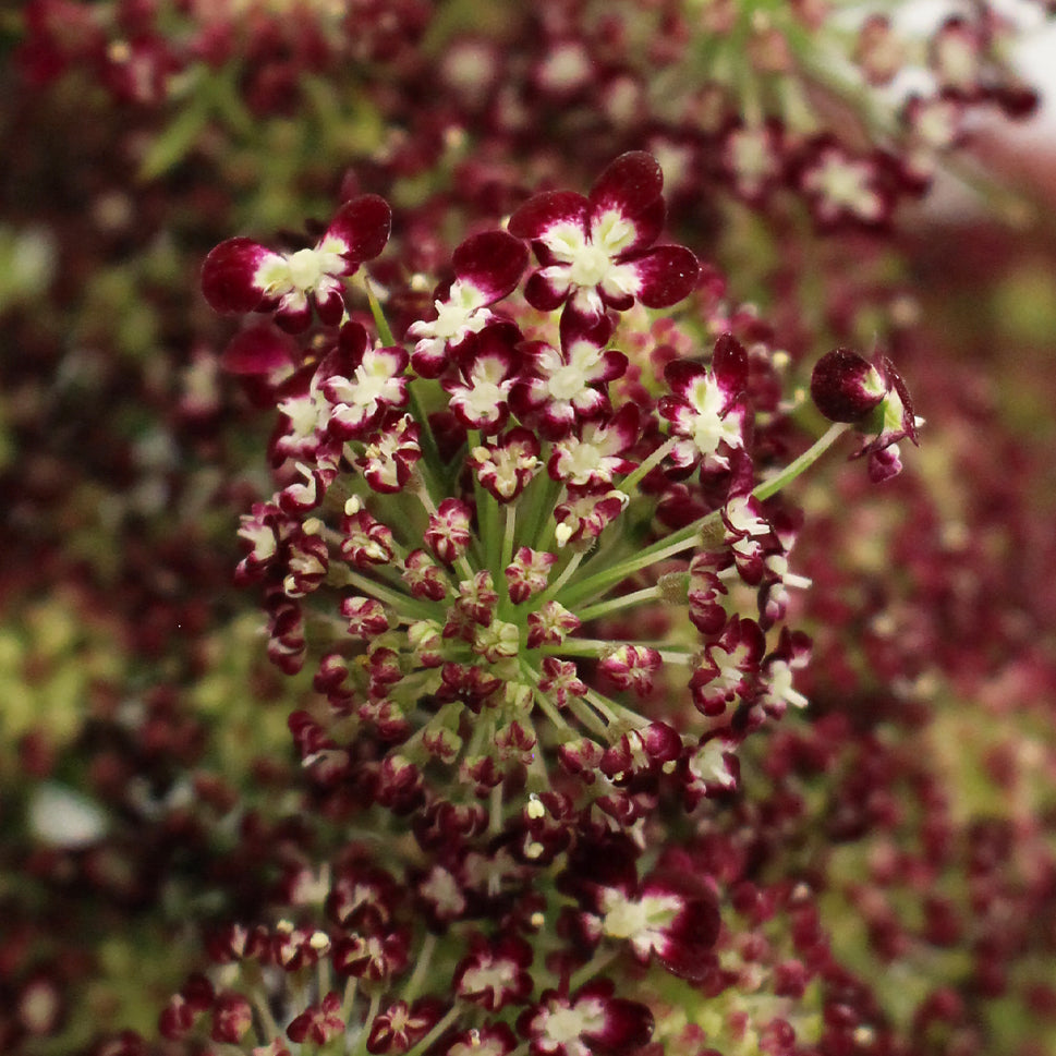 Daucus Carota Dara - Holland