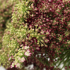 Daucus Carota Dara - Holland