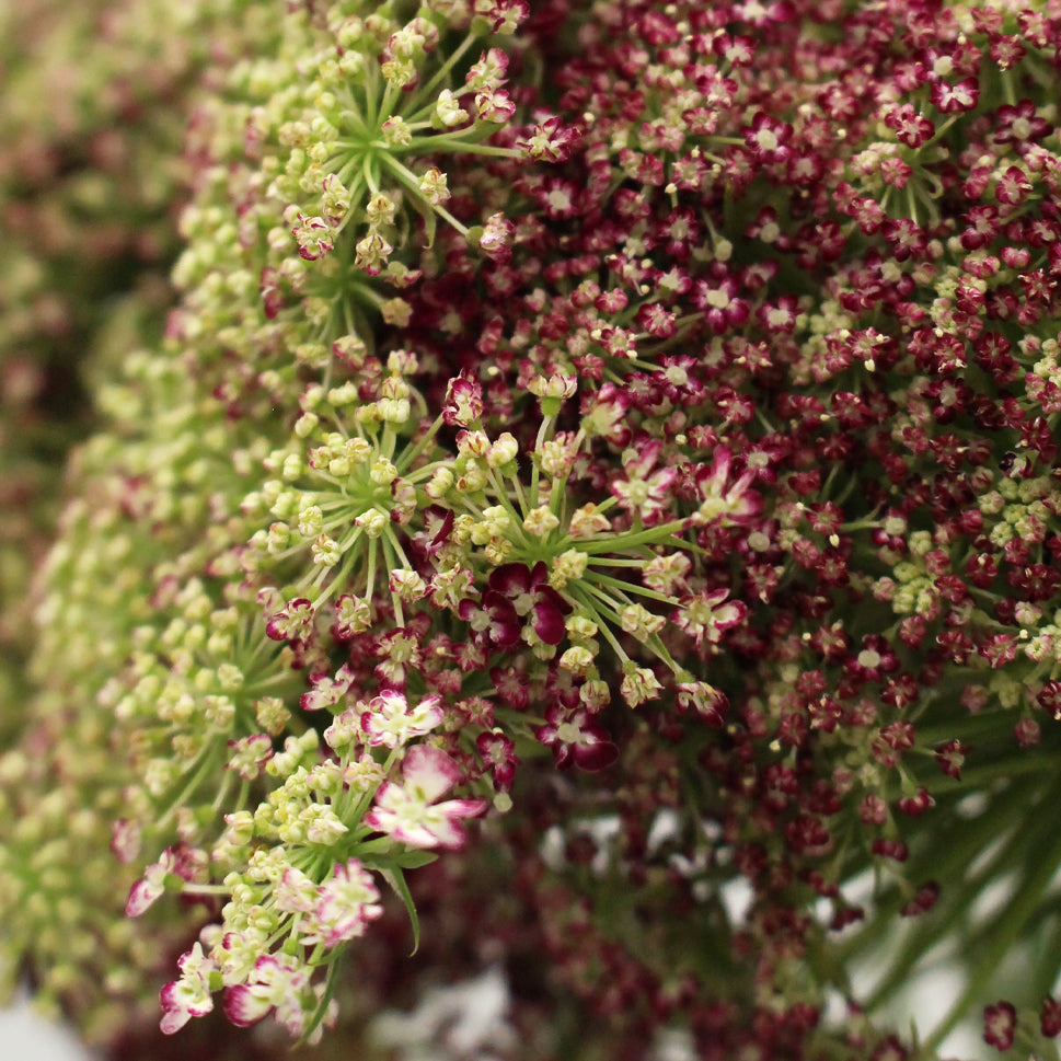 Daucus Carota Dara - Holland