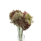Daucus Carota Dara - Holland