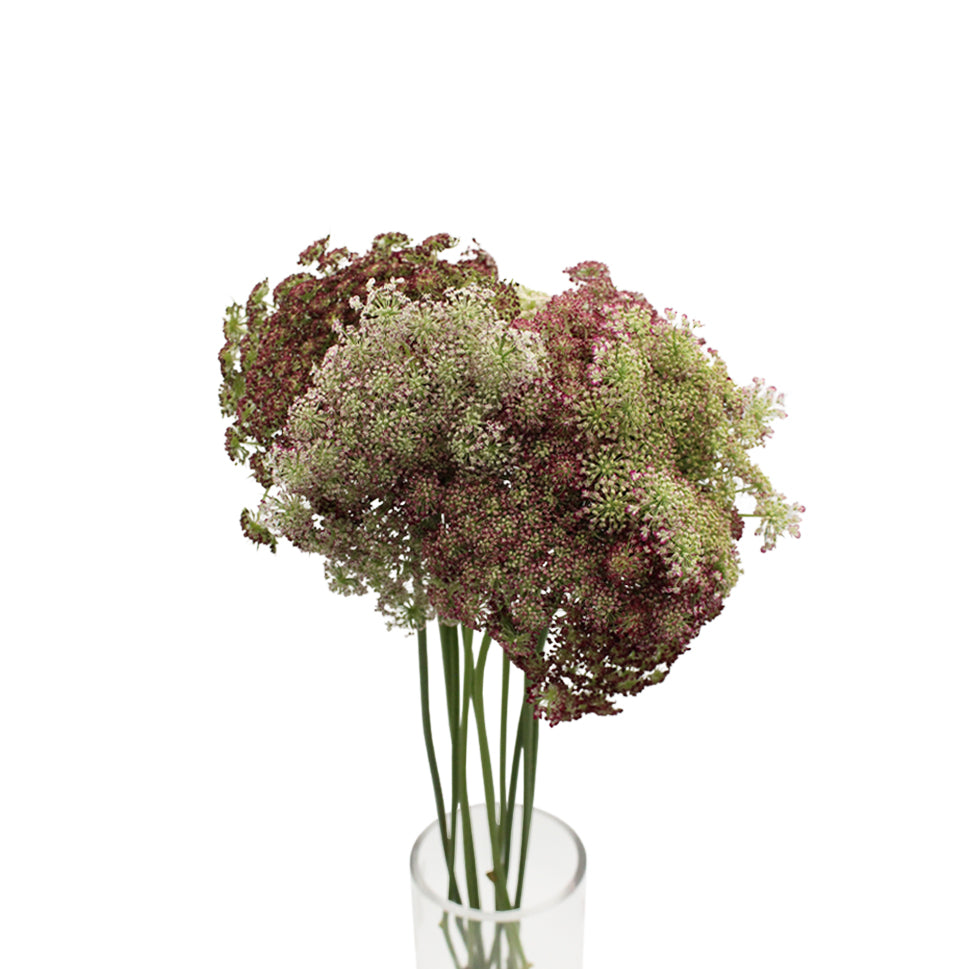 Daucus Carota Dara - Holland