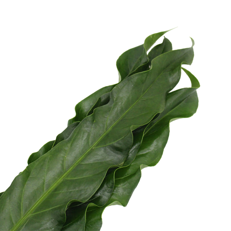 Anthurium Renaissance - Malaysia