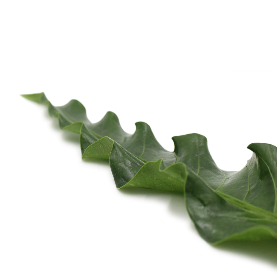 Anthurium Renaissance 60cm - Malaysia