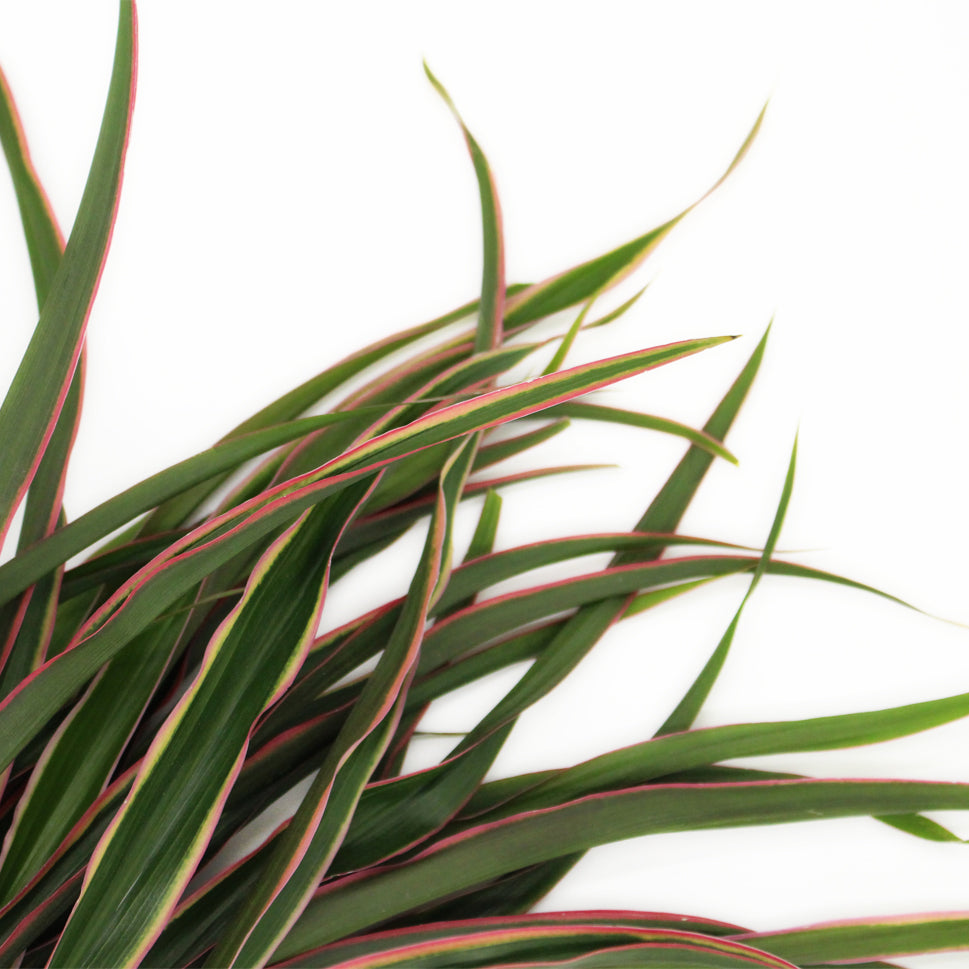 Cordyline Fountain Top - Malaysia