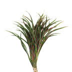 Cordyline Fountain Top - Malaysia