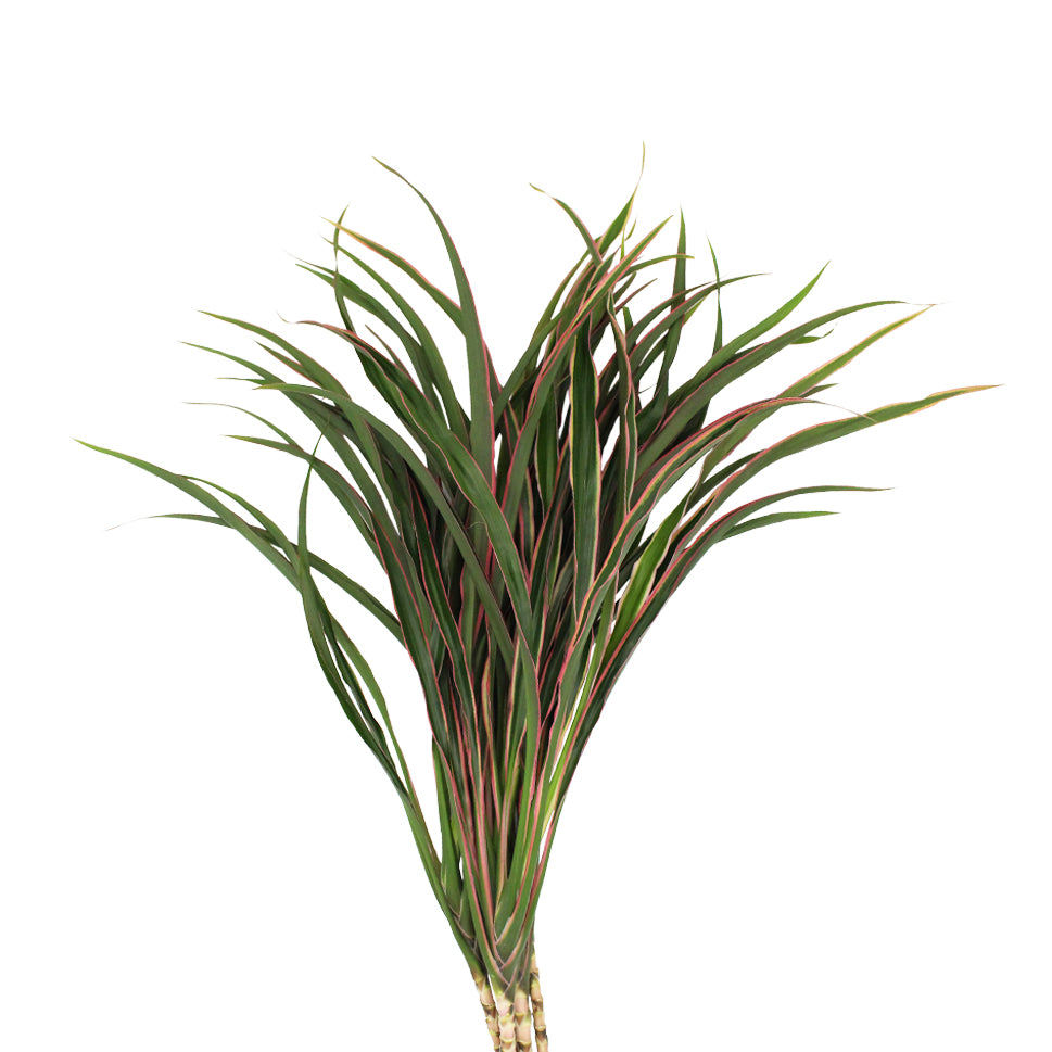 Cordyline Fountain Top - Malaysia