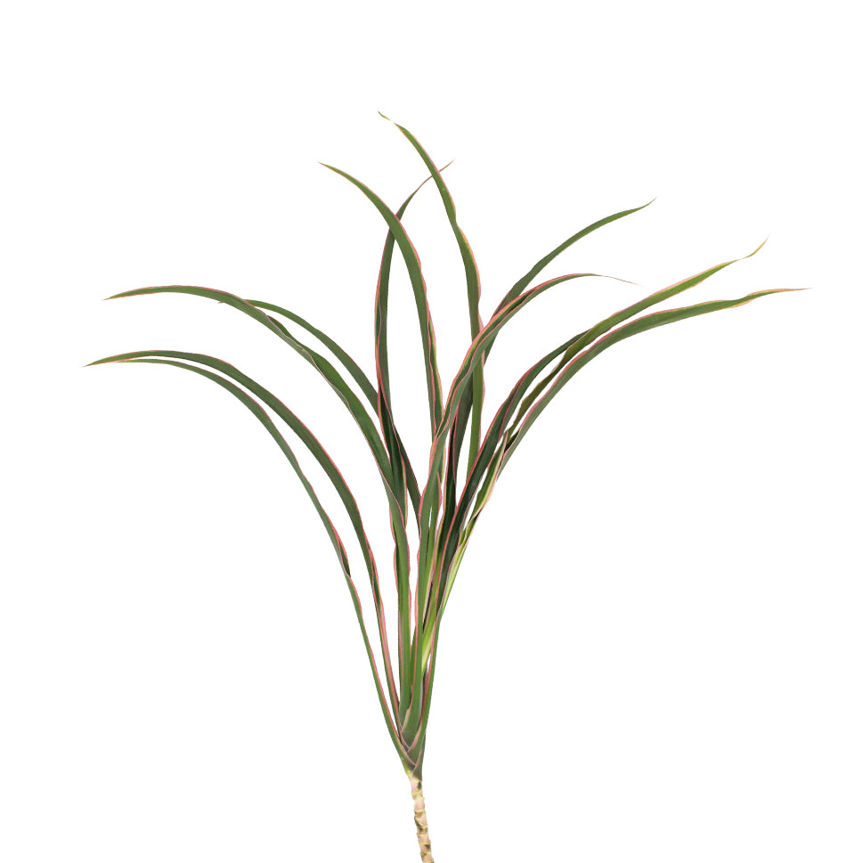 Cordyline Fountain Top - Malaysia