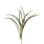 Cordyline Fountain Top - Malaysia