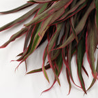 Cordyline Fountain Top - Malaysia