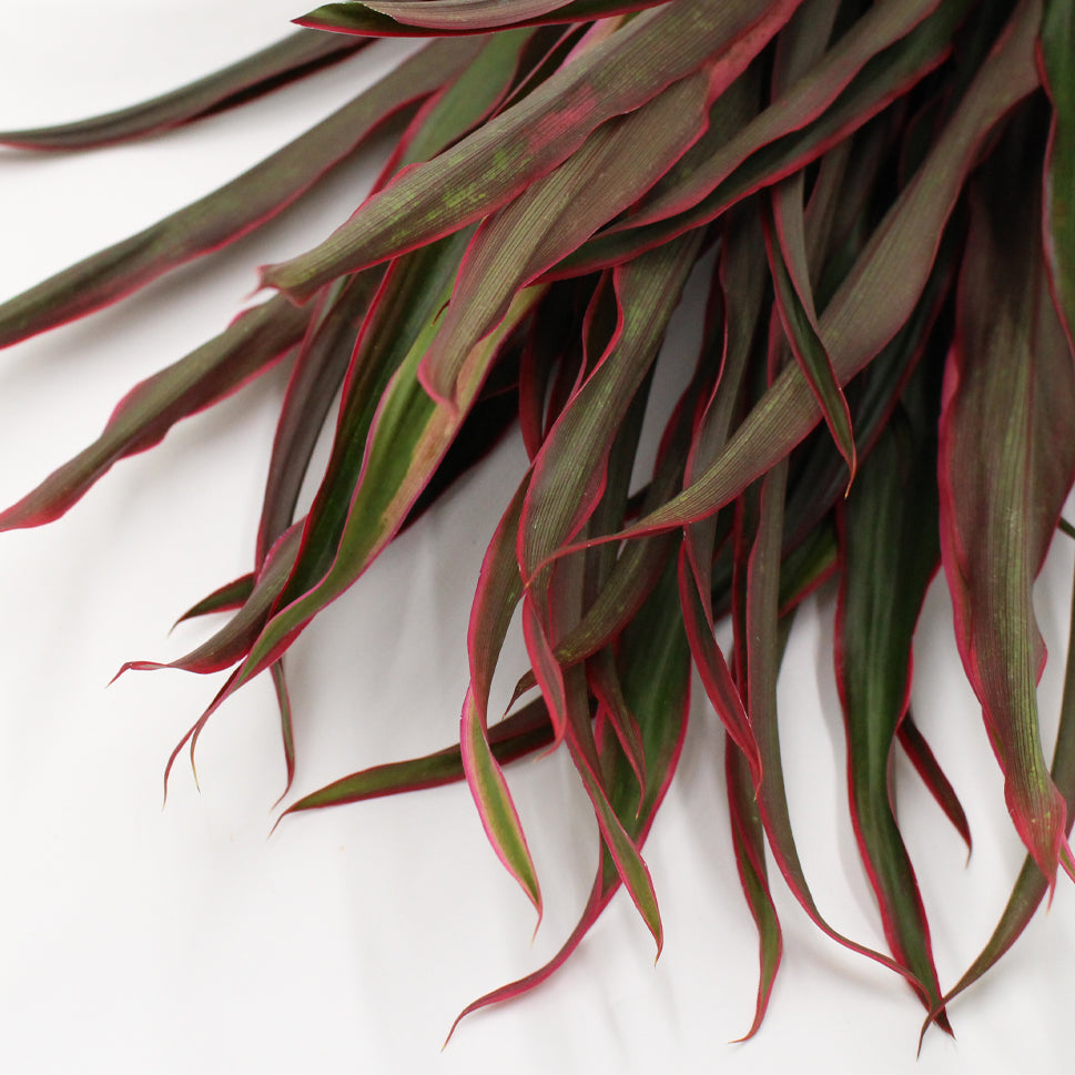 Cordyline Fountain Top - Malaysia