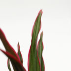 Cordyline Fountain Top - Malaysia