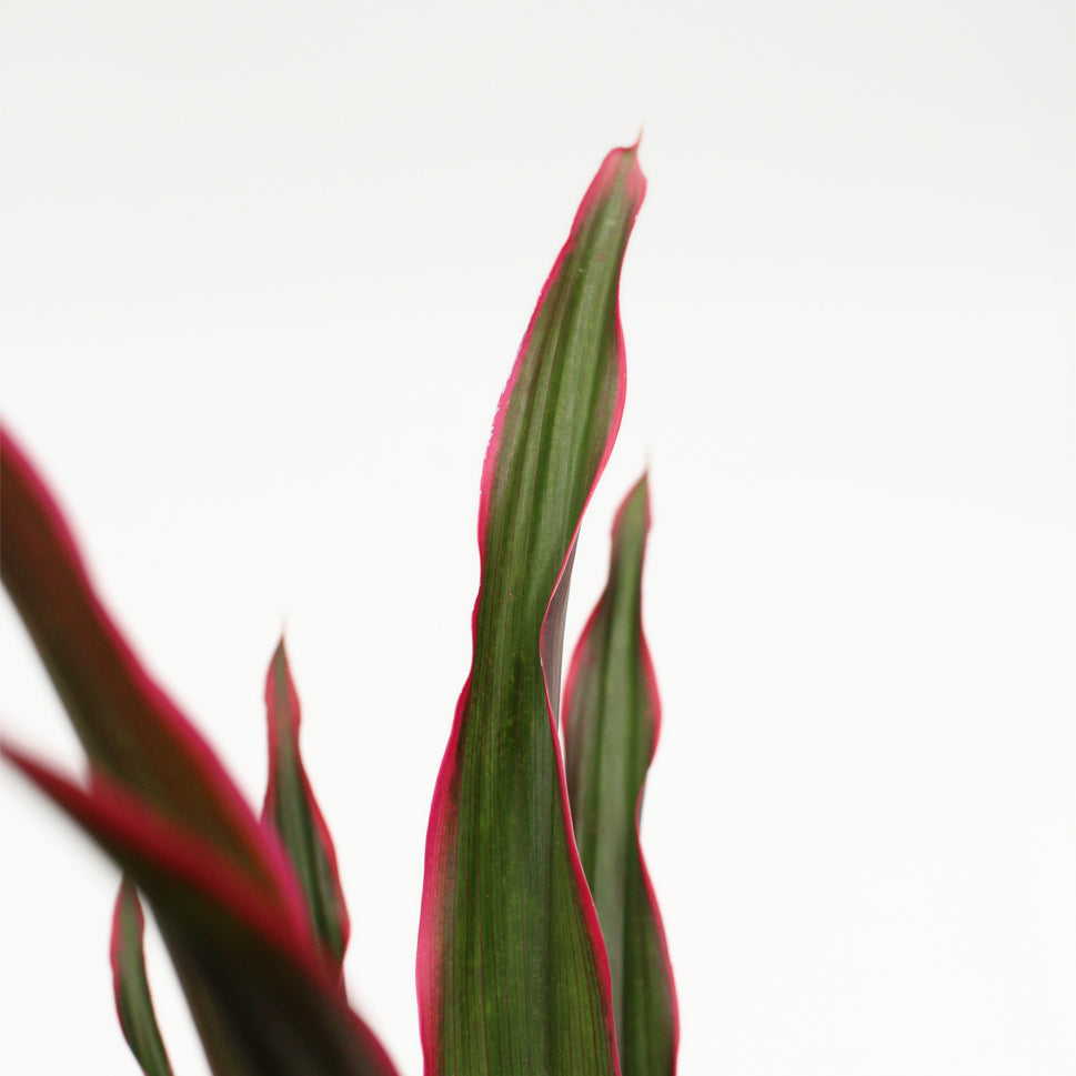 Cordyline Fountain Top - Malaysia