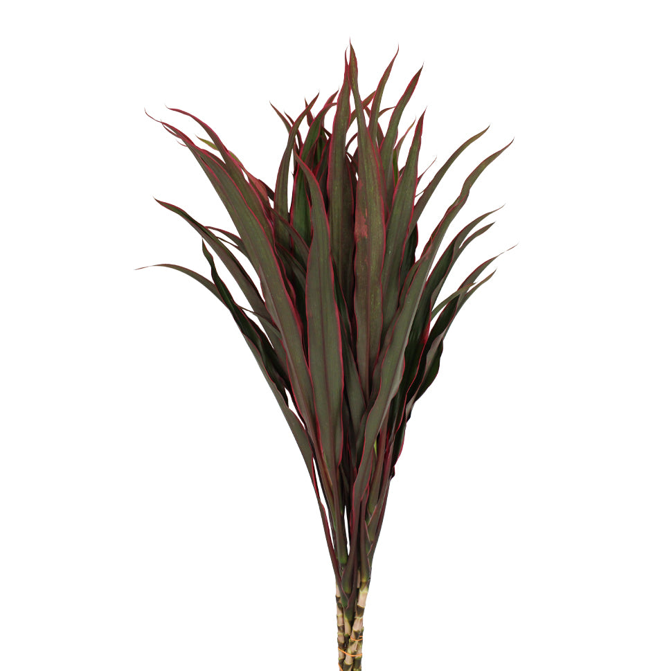 Cordyline Fountain Top - Malaysia