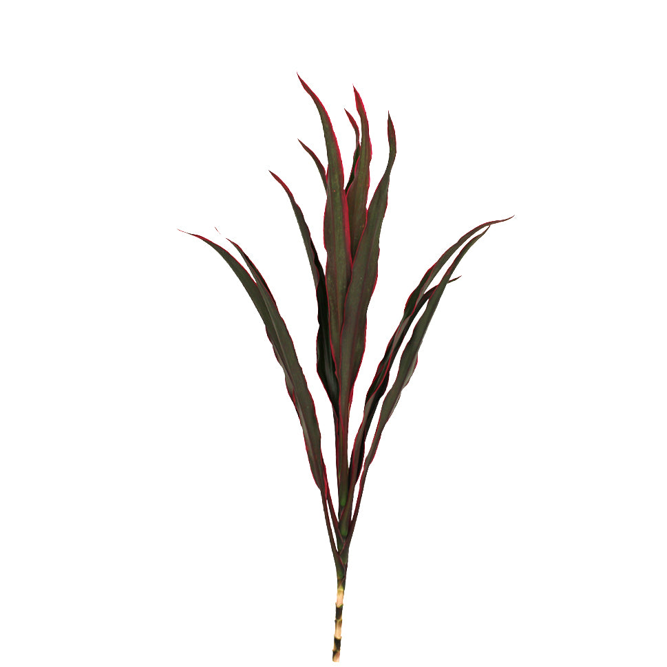 Cordyline Fountain Top - Malaysia