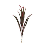 Cordyline Fountain Top - Malaysia