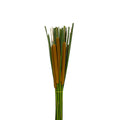 Typha Angustifolia - China