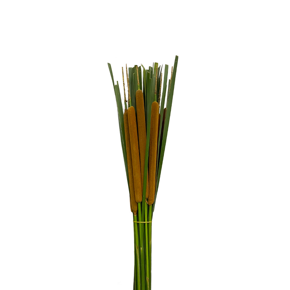 Typha Angustifolia - China