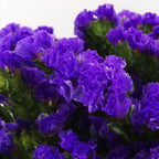 Statice Dark Purple - China