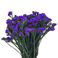 Statice Dark Purple - China