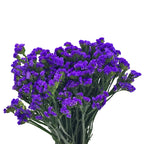 Statice Dark Purple - China