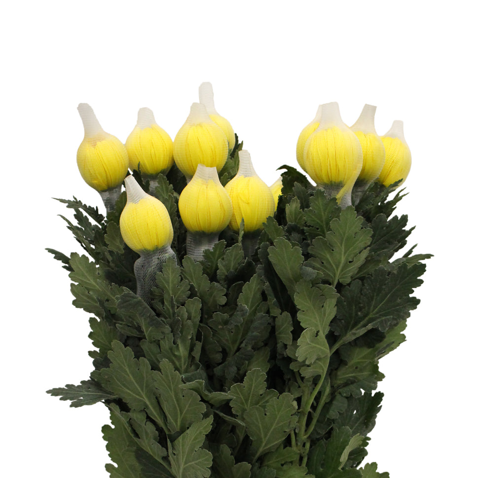 Chrysanthemum Net - Malaysia