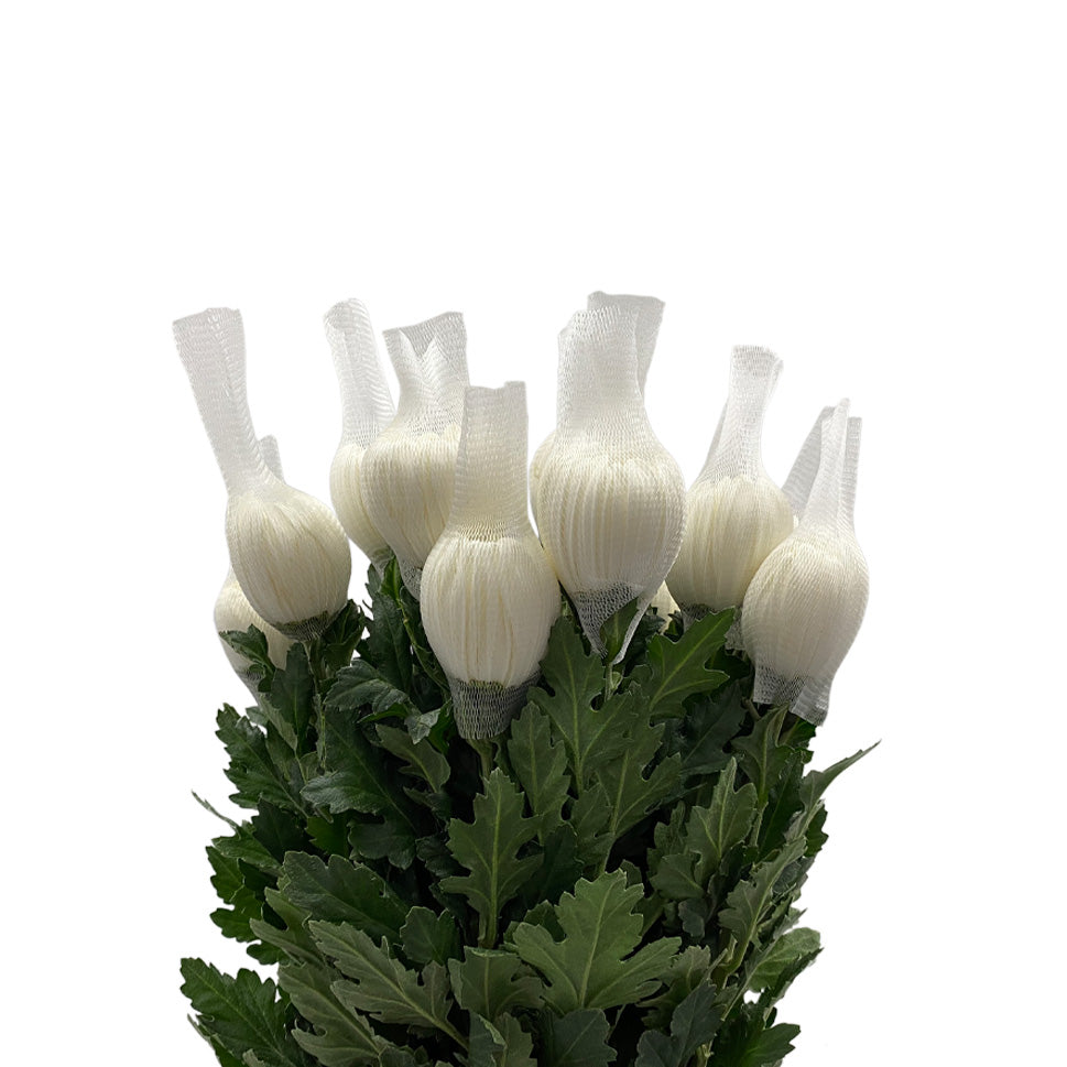 Chrysanthemum Net - Malaysia