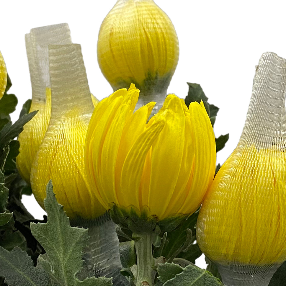 Chrysanthemum Net - Malaysia