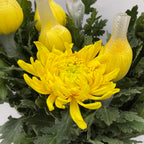 Chrysanthemum Net - Malaysia