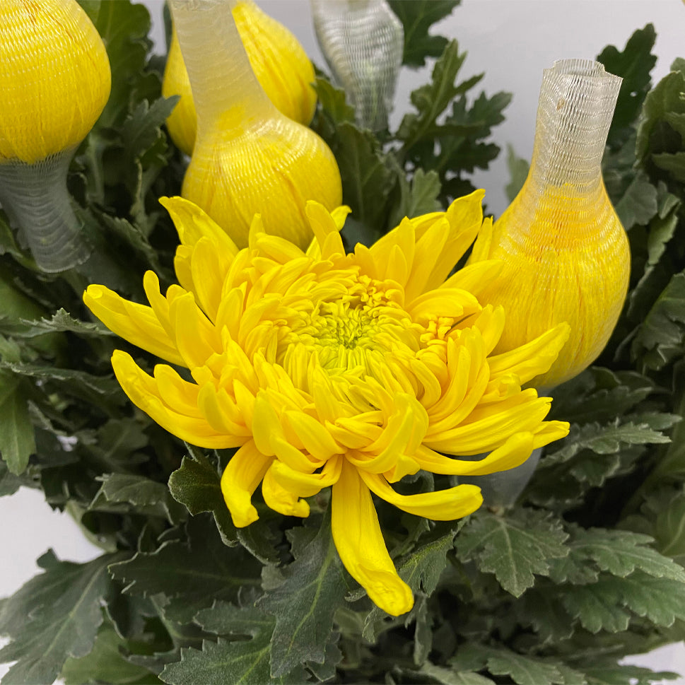 Chrysanthemum Net - Malaysia