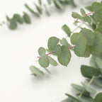 Eucalyptus Stuartina - Italy
