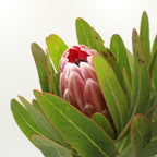 Protea - South Africa