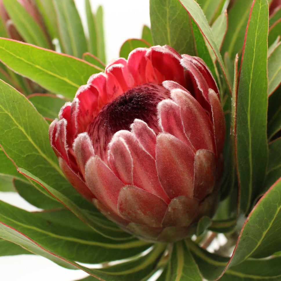 Protea - South Africa